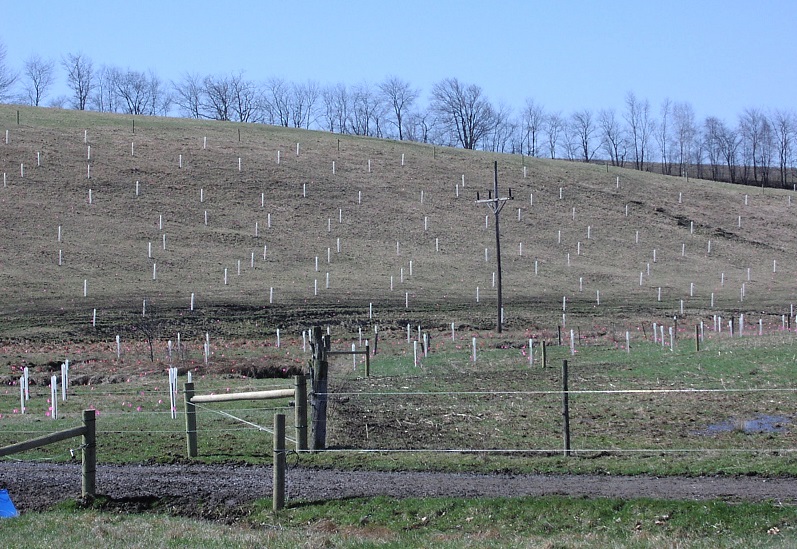 Garrett County Soil Conservation District Tree Planting Program