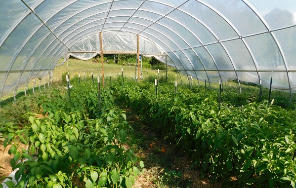 High Tunnel full of peppers built by the Garrett Soil Conservation District