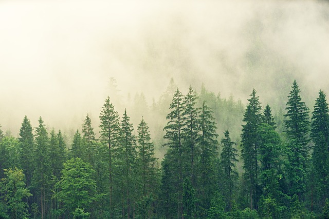 Forest in the mist