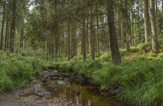 Stream in the woods