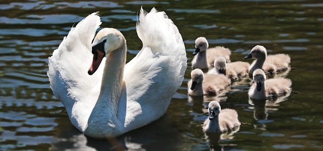 Mother and baby swans on a pond