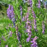 Hairy Vetch