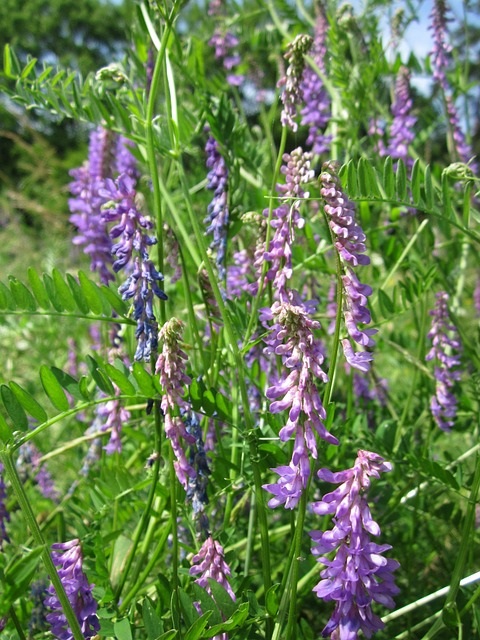 Hairy Vetch
