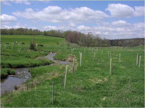 Livestock fencing around stream