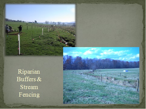 Riparian Buffers to protect stream