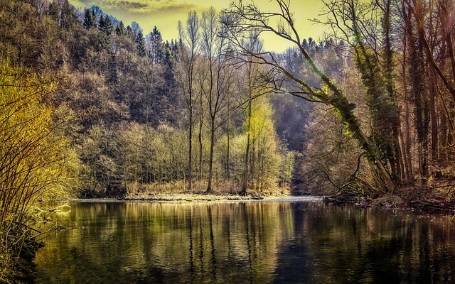 Trees around a lake