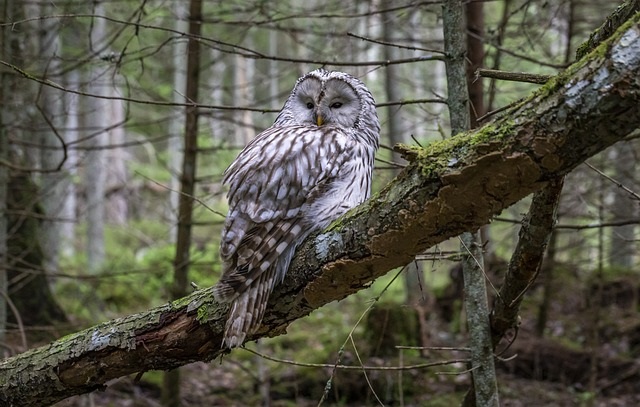 Owl sitting on a tree limb in the forest