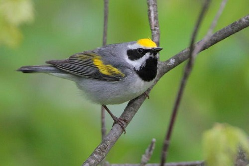 Golden Winged Warbler sitting on a branch