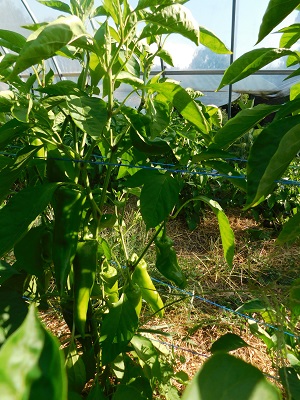 Green Peppers growing in a high tunnel