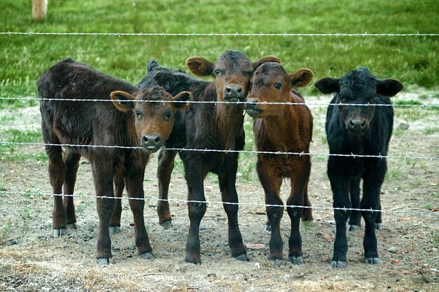 Four angus calves behind a barbed wire fence
