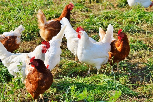 A group of white and red chickens on grass cover crops