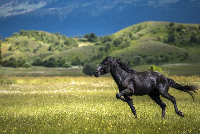 Black horse running in a pasture with a blue sky and hills in the background.