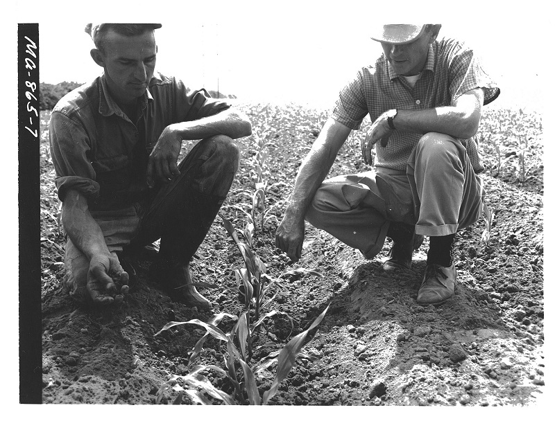 Oscar Schmidt and William Davis WUC, SCS, inspect corn rows for weeds after first cultivation. There are no weeds.