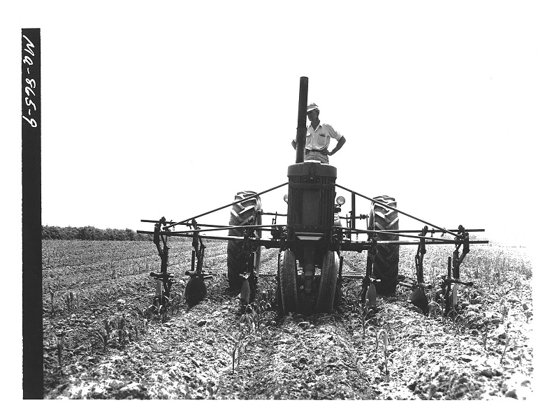 Cultivating corn that was planted with the Lister Planter. Tractor operator is standing with hands on his hips down entire row to prove that the ground is very smooth.