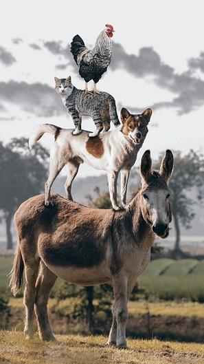 A chicken on top of a cat on top of a dog on top of a donkey