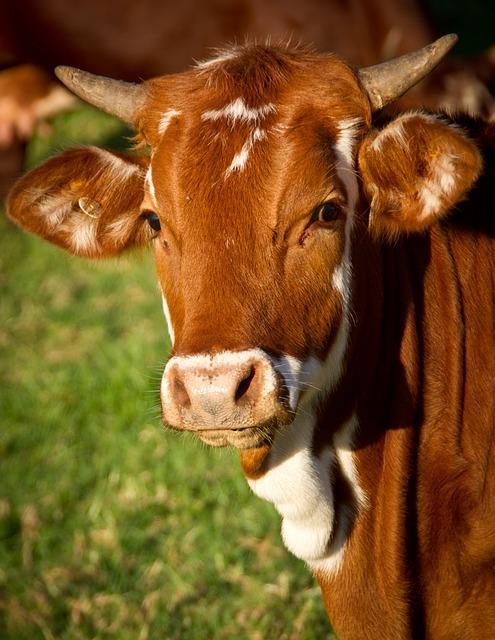 Close up picture of a red cow with horns