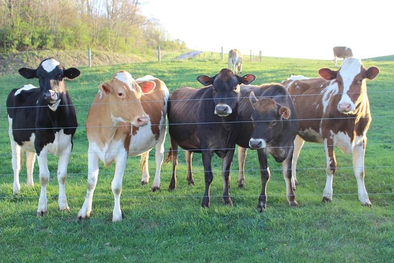 Five dairy cows peer over a fence at the camera.