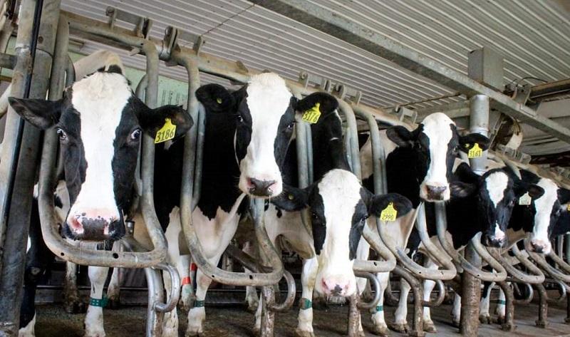 Six dairy cows stair at the camera from their barn.