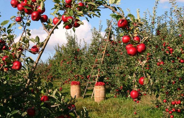 Red apples hanging from branches, with a ladder and two baskets nearby