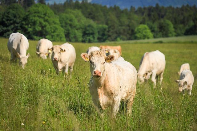 A herd of white cows standing in a lush field with forest in the background