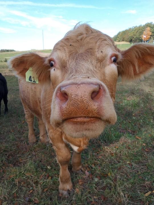 A brown cow stretching his nose to the camera.