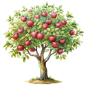 Apple Tree