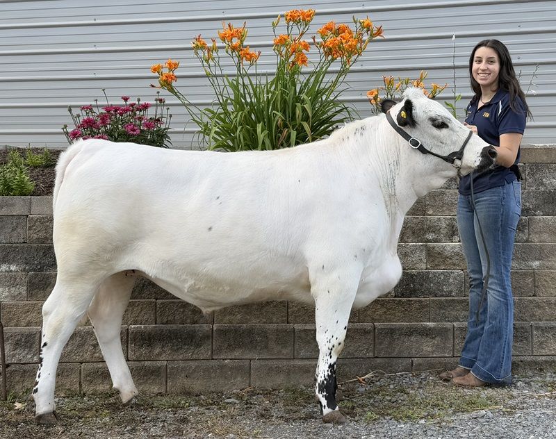 Charlie McCrobie with her white heifer.