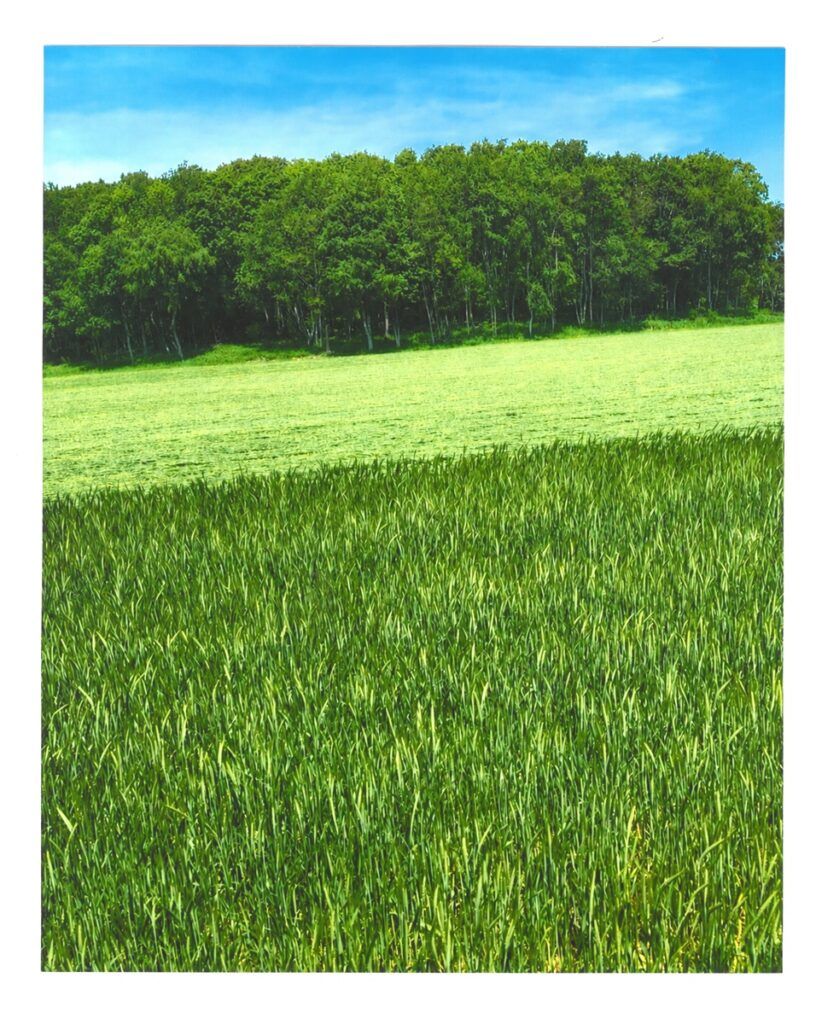A field planted with Tritical that is being mowed.