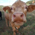 A brown cow stretching his nose to the camera.